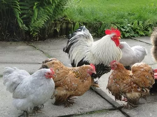 Пансион Stoney Ridge