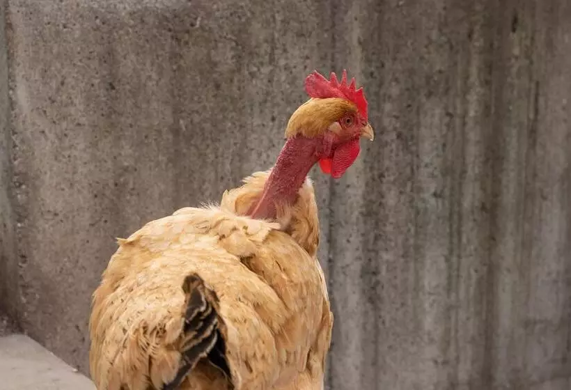 Hotelli Agriturismo Pozzo Fiorito