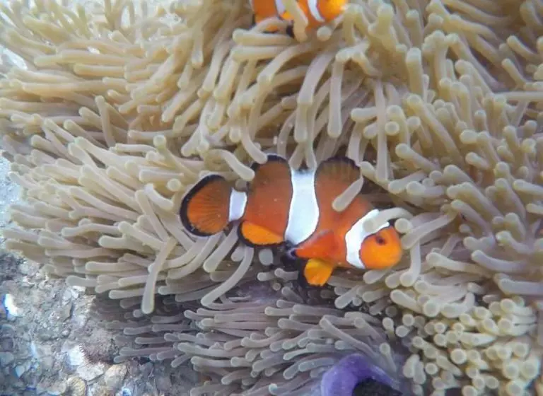 Majatalo Cashew Nut Bungalow, Ko Mook