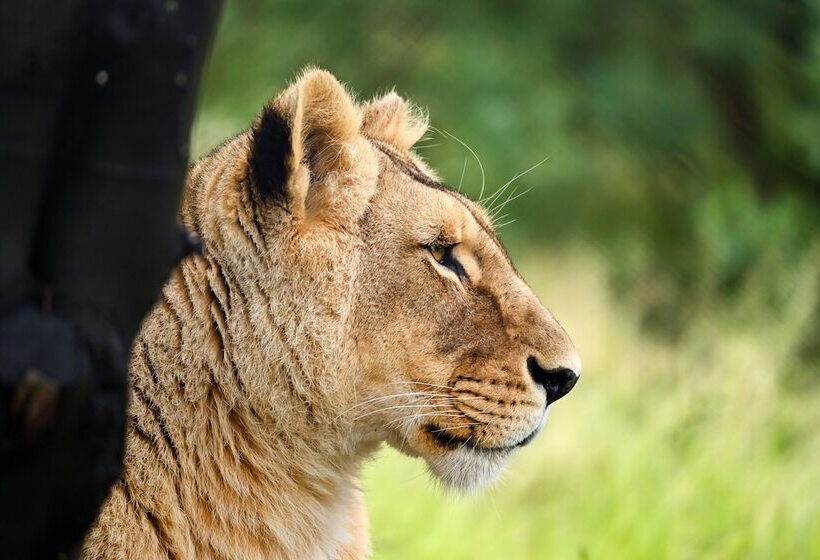 酒店 Lionsrock Big Cat Sanctuary