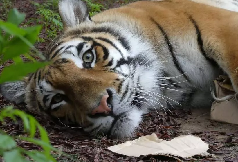 酒店 Lionsrock Big Cat Sanctuary