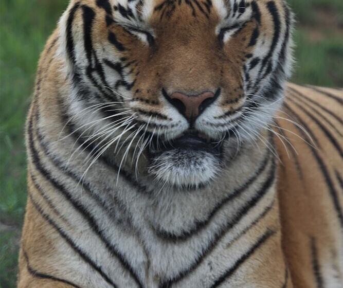 酒店 Lionsrock Big Cat Sanctuary