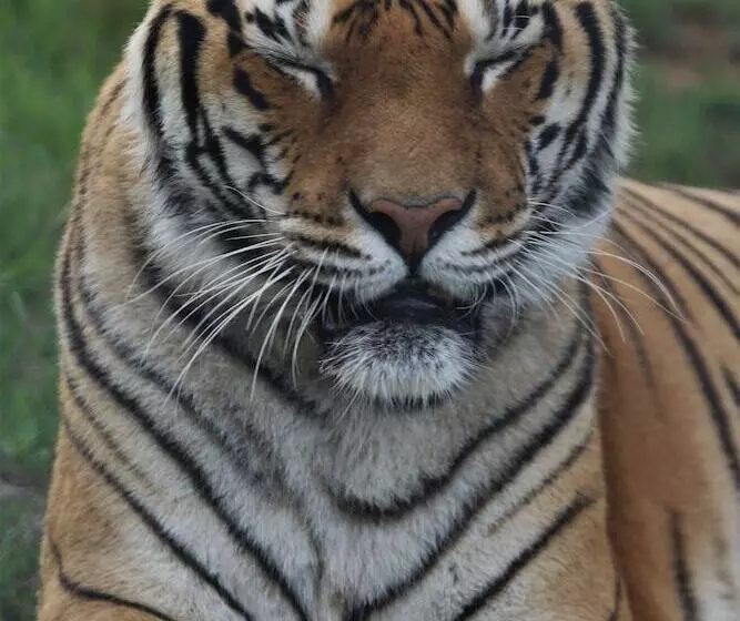 酒店 Lionsrock Big Cat Sanctuary