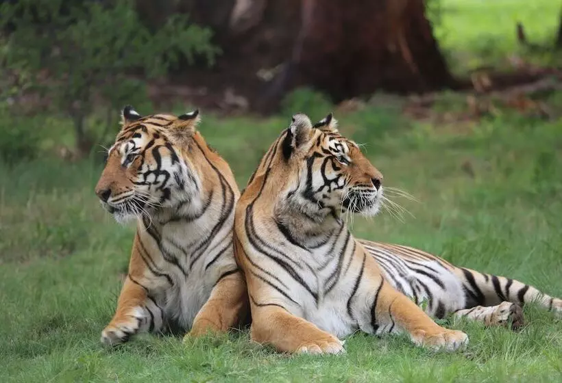 酒店 Lionsrock Big Cat Sanctuary