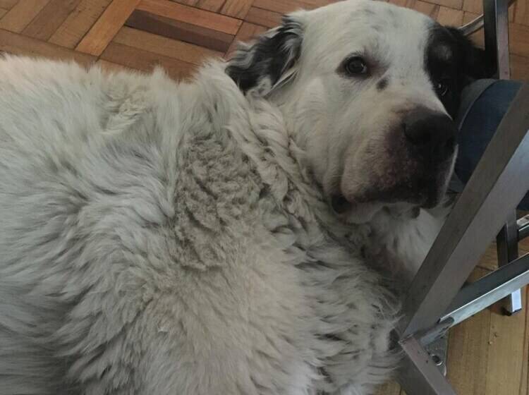 Pensionat Casa Ezpania