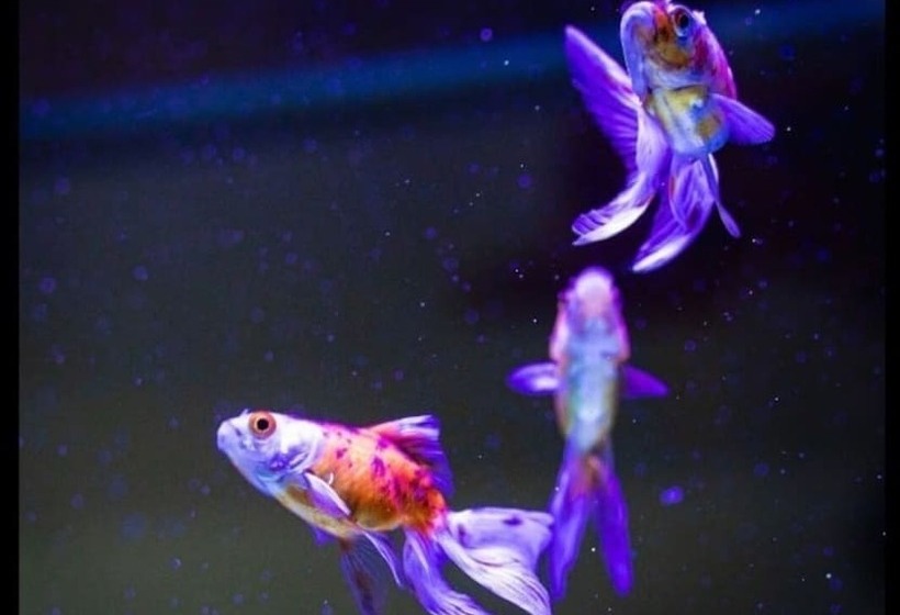 דירת נופש Mono Luxe Villa In Newcastle Upon Tyne