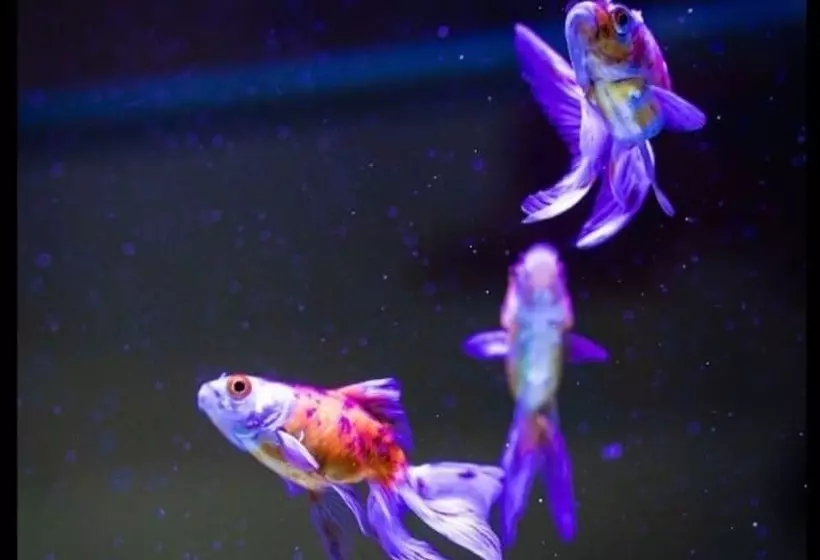 Residenssi Mono Luxe Villa In Newcastle Upon Tyne