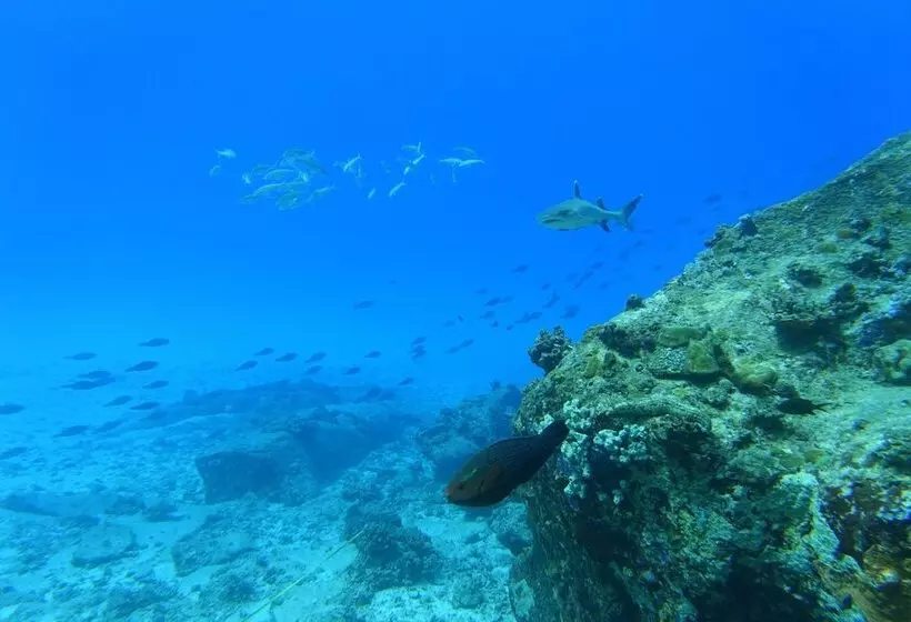 هتل La Belle Tortue