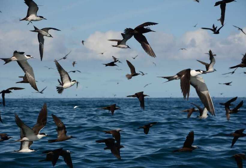 هتل La Belle Tortue