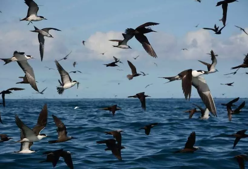 هتل La Belle Tortue