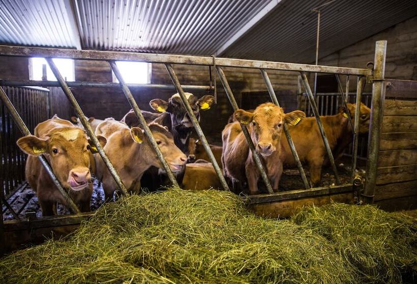 پانسیون Farmhotel Efstidalur