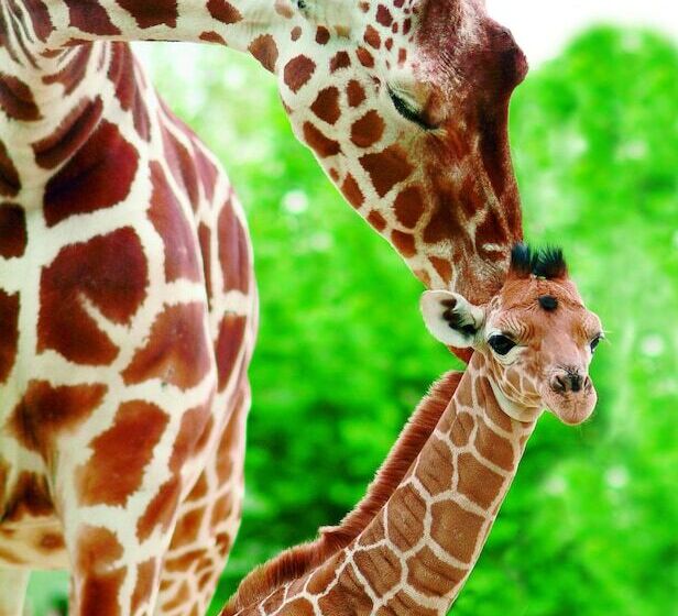 אתר נופש Topparken – Parc Ijsselhoeve