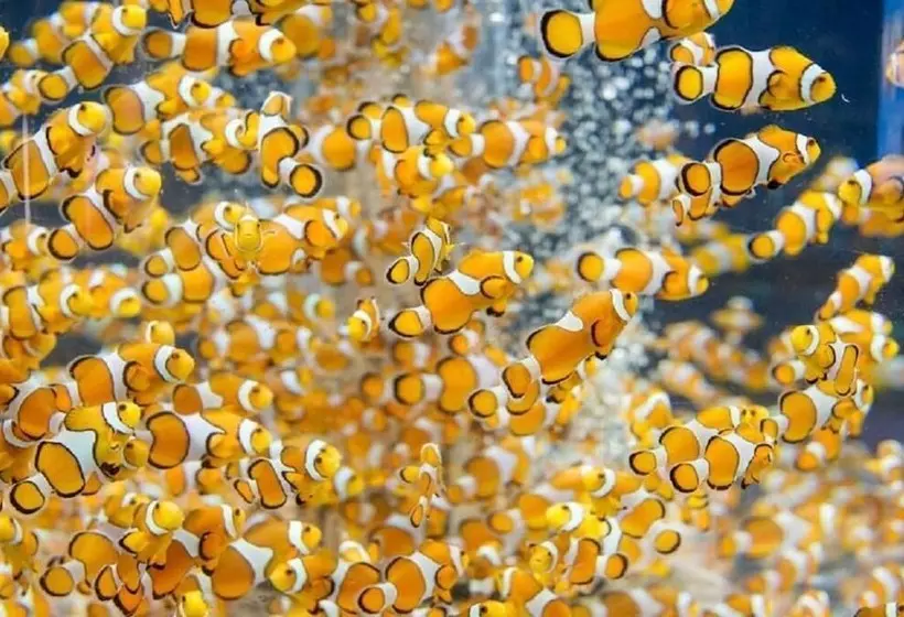 בית מלון כפרי Kamogawa Sea World