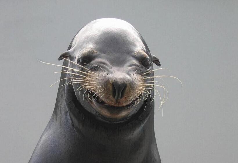 فندق Kamogawa Sea World