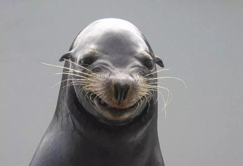 בית מלון כפרי Kamogawa Sea World