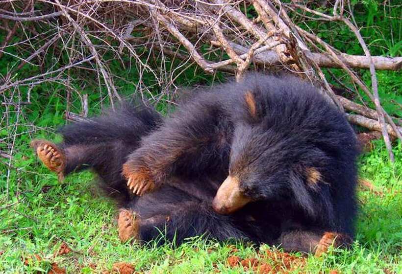 בית מלון כפרי Samorich