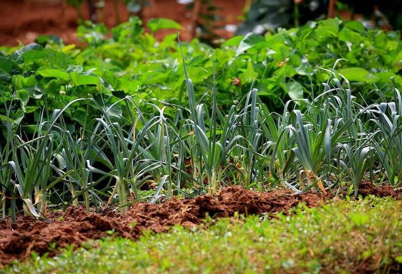 فندق Grand & Gangula