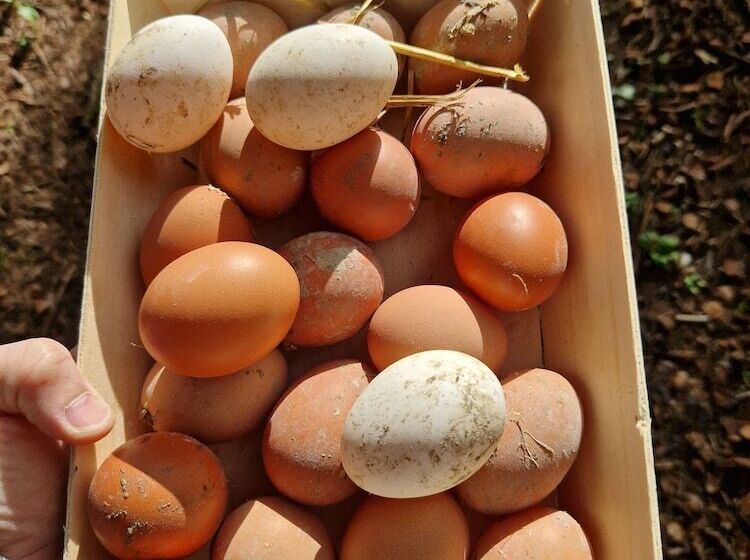 Отель Chateau Tanesse De Tourny