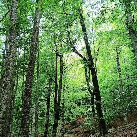 Hotelli Finger Lakes Treehouse