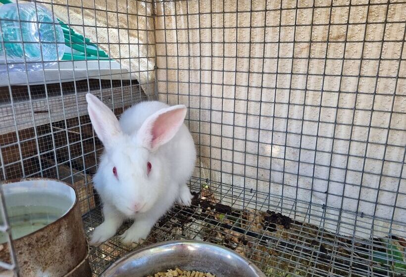 تختخواب و صبحانه Leisure Duplex At Csompo Silver Manor