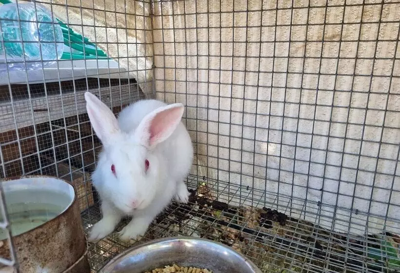 تختخواب و صبحانه Leisure Duplex At Csompo Silver Manor