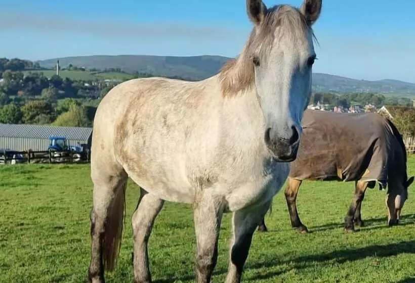 Residenssi Captivating & Cosy 4 Bedroom House In Magherafelt