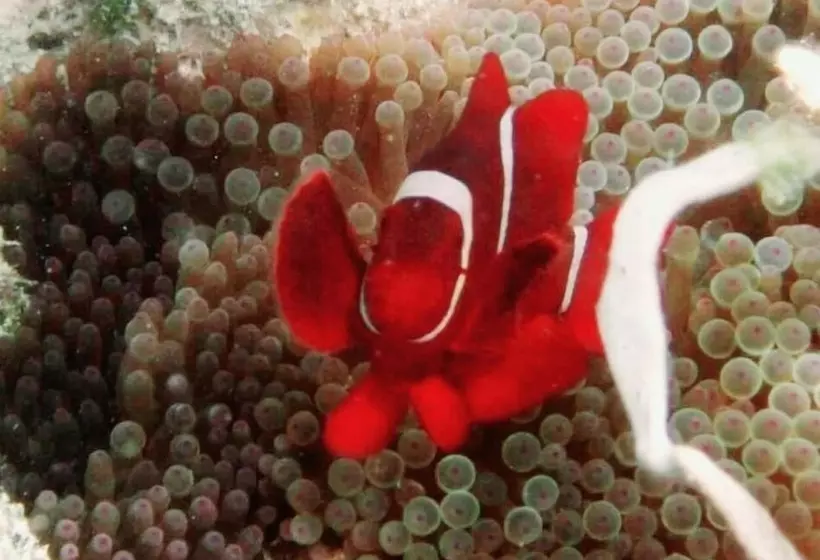 Angel Island Eco Resort