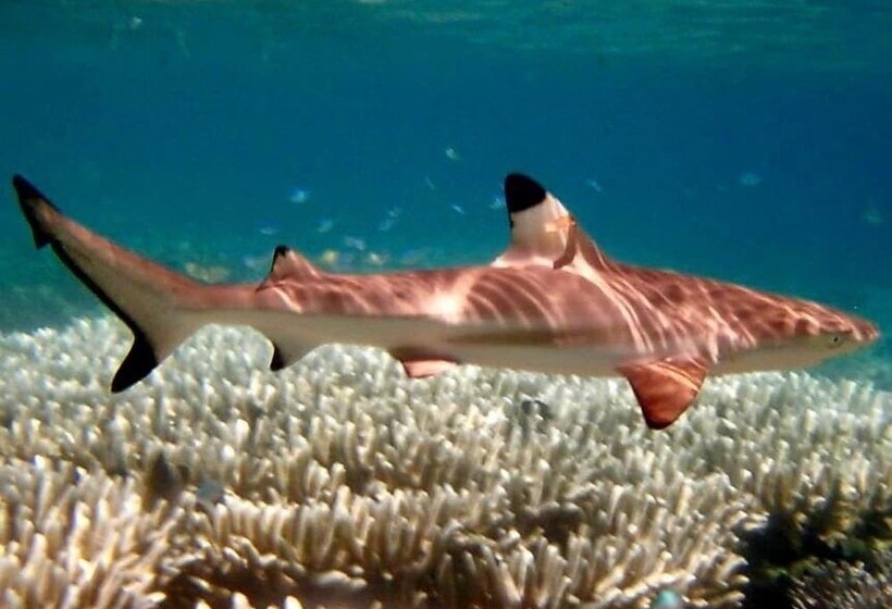 Angel Island Eco Resort