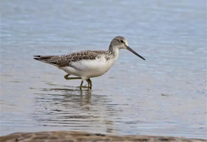 Residenssi Lovely 3 Bed House, Burnham Market, North Norfolk