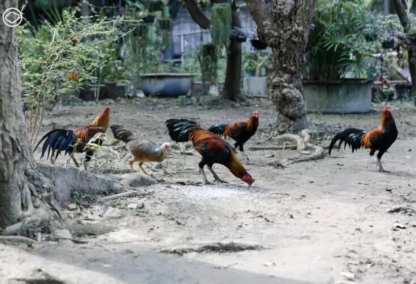 Отель De Nimman