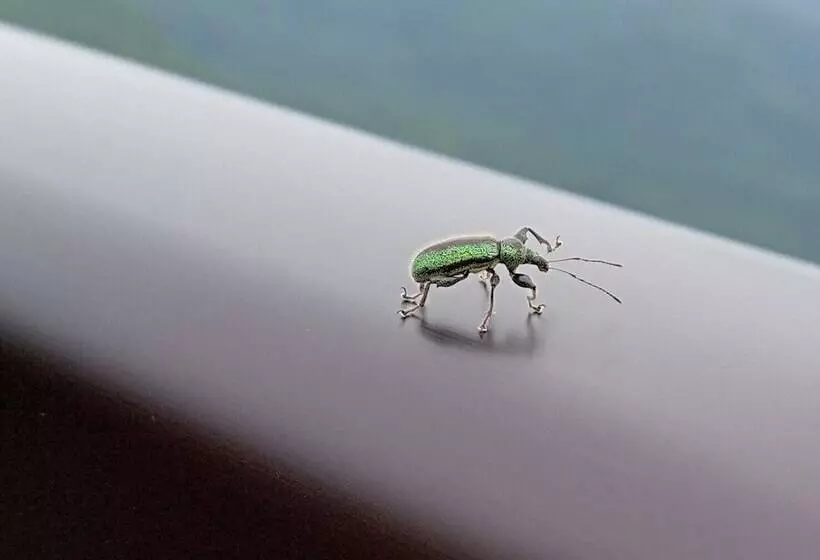 Hotelli Holiday Plaza Shigakogen