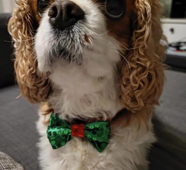 Пансион Little Robin Gate Free Parking Central 10 Min Walk To Train Station