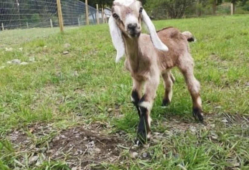 Hôtel Rural Utopia Feels Botanical Glampground And Micro Farm