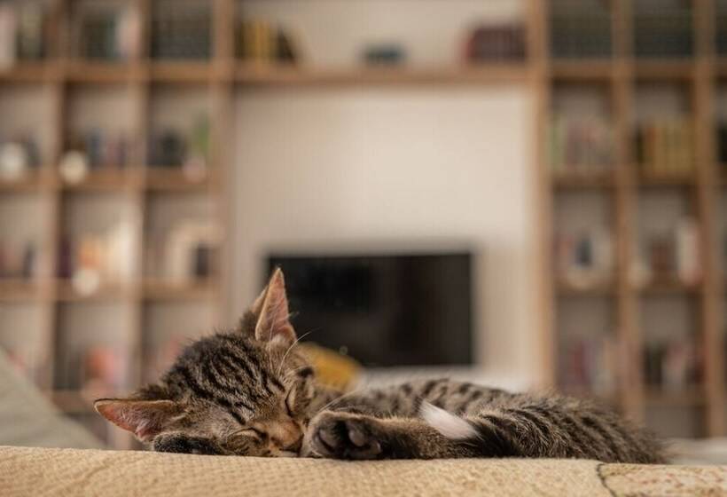 فندق Yaso S Suites