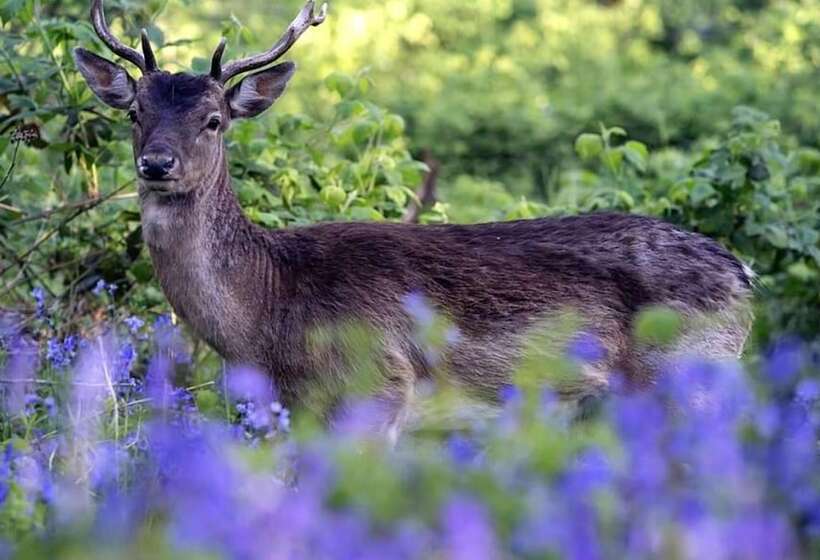 Impeccable 3 Bed 17th Century Luxury Cottage