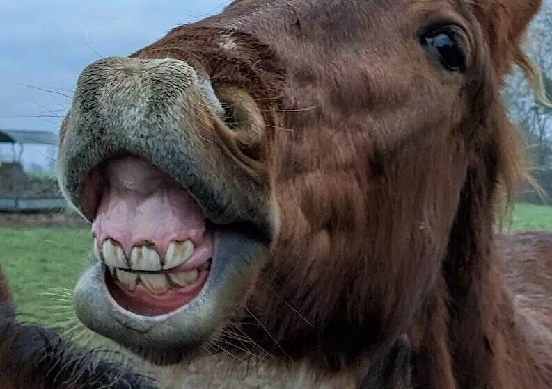 ペンション Le Gîte Du Haras D Havetot