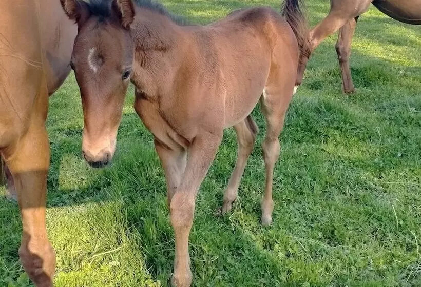 ペンション Le Gîte Du Haras D Havetot