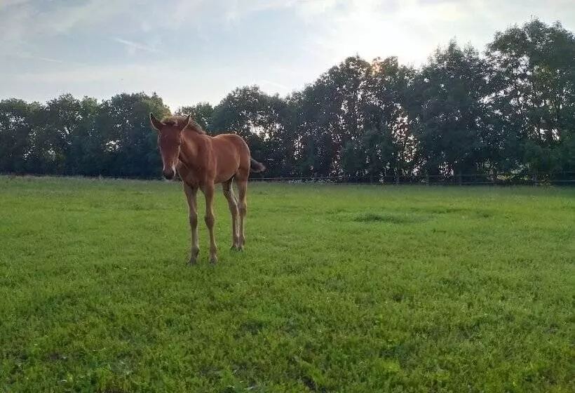 ペンション Le Gîte Du Haras D Havetot