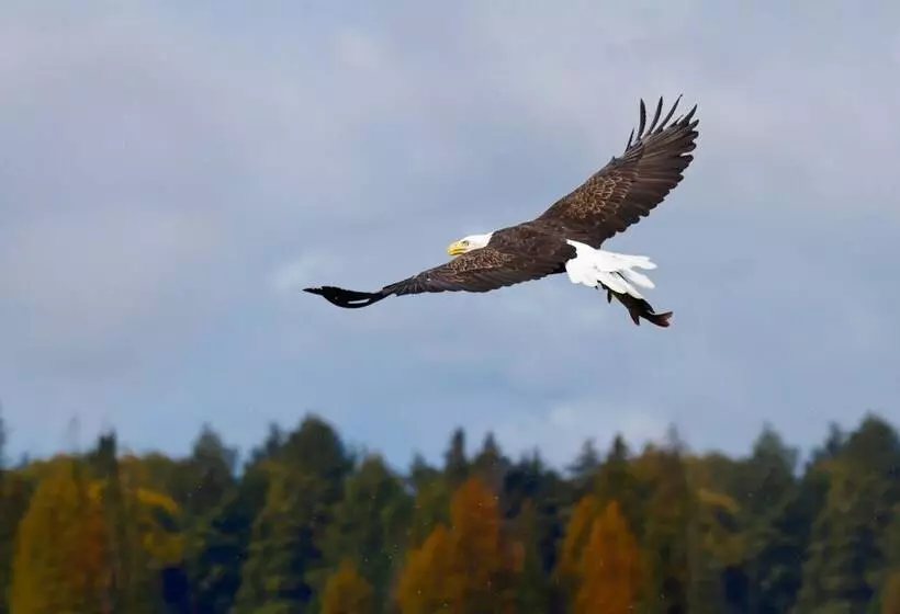 Two Bear Lodge On Lost Land Lake