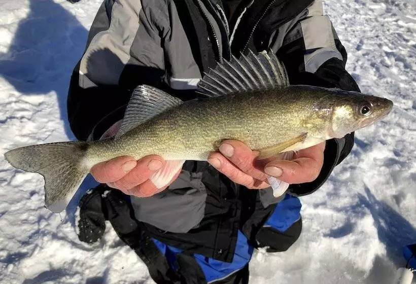 Two Bear Lodge On Lost Land Lake