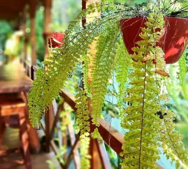 ホテル Selva De Laurel