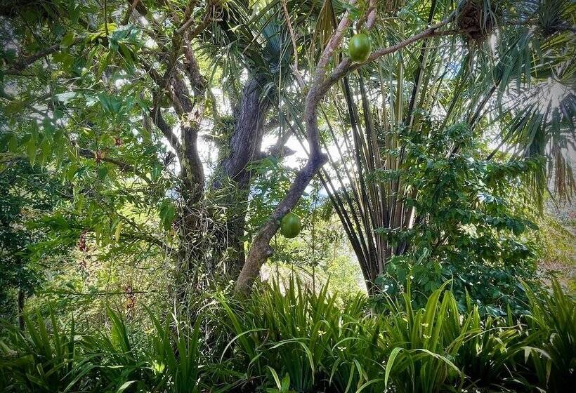 تختخواب و صبحانه Habitation Caféière Samana Beauséjour