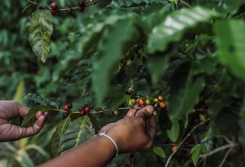 هتل Intercontinental Lifou Wadra Bay Resort By Ihg