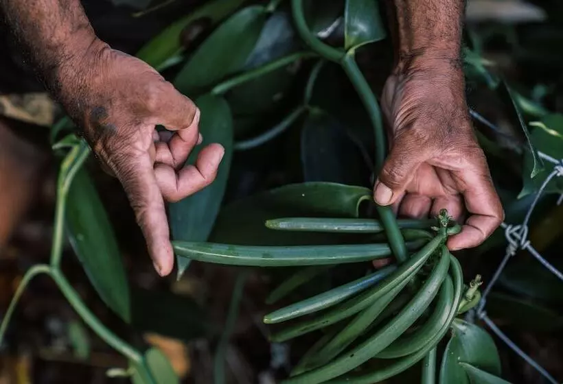 هتل Intercontinental Lifou Wadra Bay Resort By Ihg