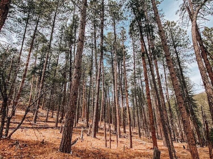 호텔 Starlight Camp Mount Rushmore