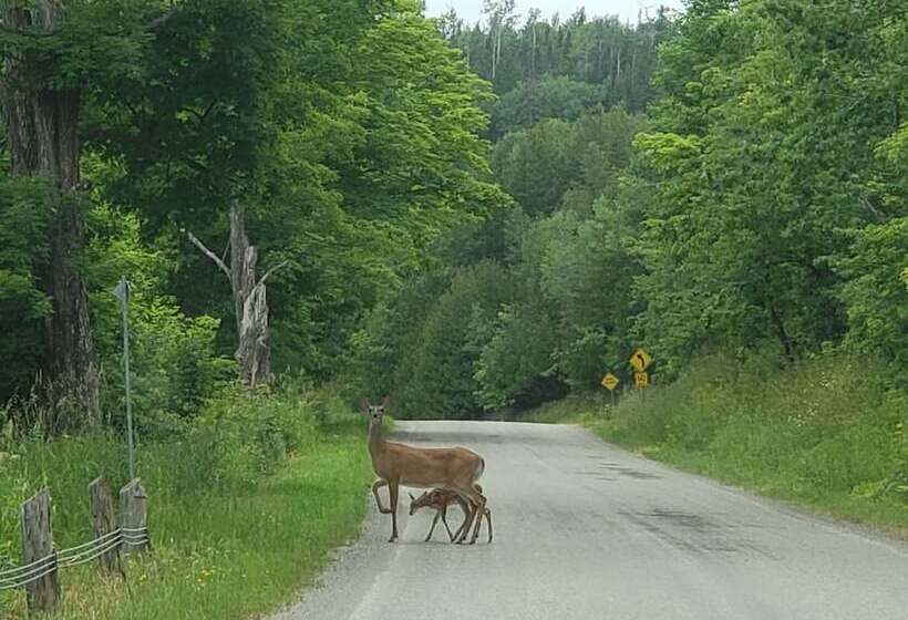 בית מלון כפרי Red Lodge Resort