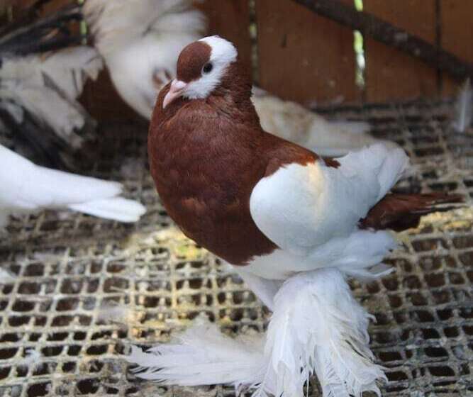 هتل Tranquil Homestays