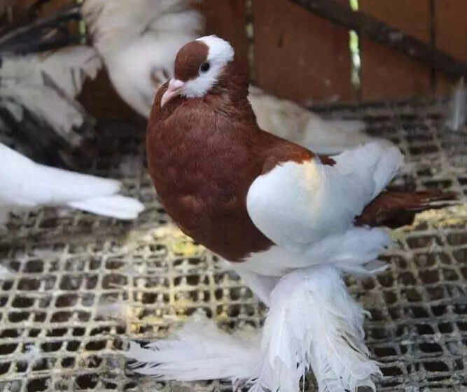 هتل Tranquil Homestays