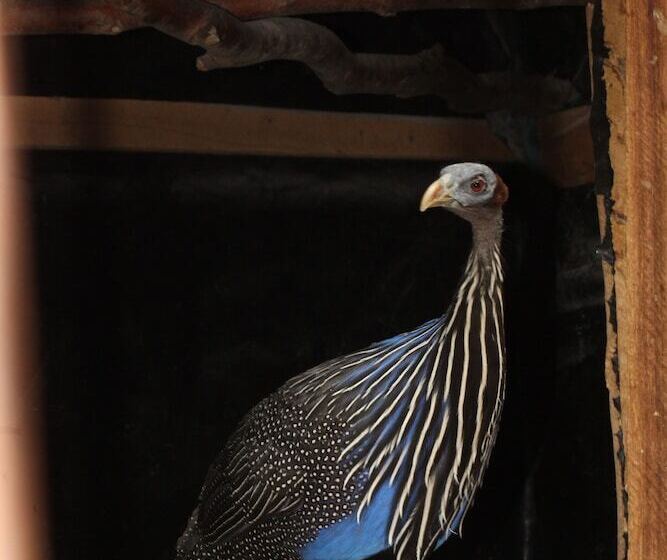 هتل Tranquil Homestays