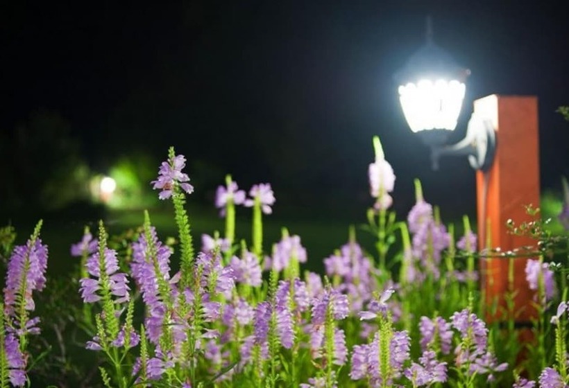 Damyang Clover Pension